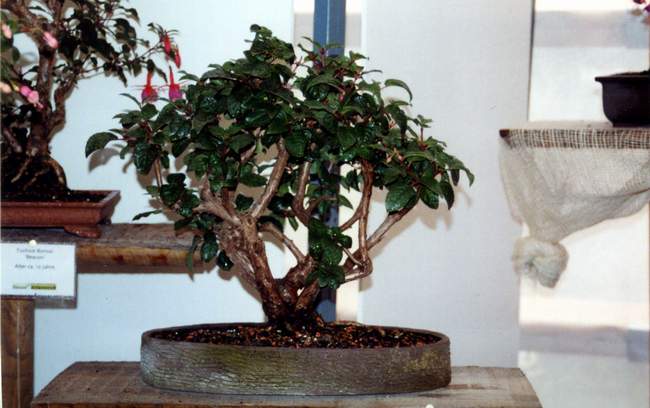 metal bonsai tree 37 Podocarpus Artificial Bonsai Tree in Metal Bowl